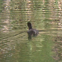 Fulica atra
