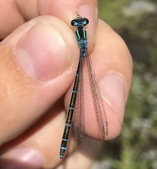 Coenagrion ornatum