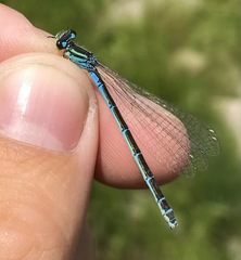 Coenagrion ornatum