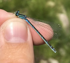 Coenagrion ornatum