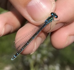 Coenagrion ornatum