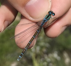 Coenagrion ornatum