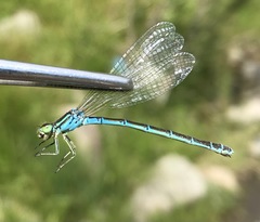 Coenagrion ornatum