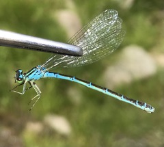 Coenagrion ornatum
