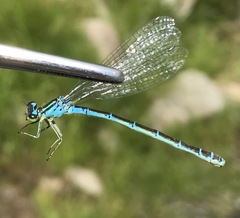 Coenagrion ornatum