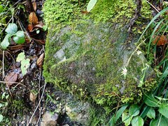 Blindiadelphus recurvatus