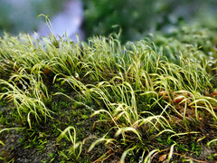 Blindiadelphus recurvatus