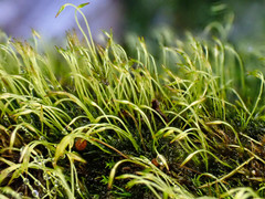 Blindiadelphus recurvatus