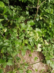 Microglossa mespilifolia