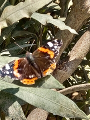 Vanessa atalanta