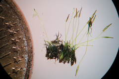 Blindiadelphus recurvatus