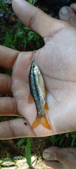 Rasbora dandia