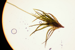 Blindiadelphus recurvatus