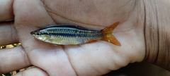 Rasbora dandia