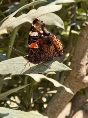 Vanessa atalanta