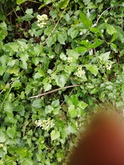 Microglossa mespilifolia