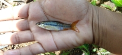 Rasbora dandia