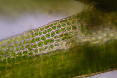 Blindiadelphus recurvatus