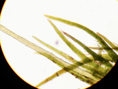 Blindiadelphus recurvatus