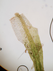 Blindiadelphus recurvatus