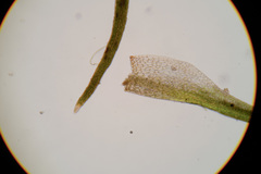 Blindiadelphus recurvatus