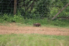 Thryonomys swinderianus