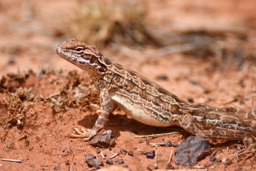Lozenge-Marked Dragon