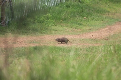 Thryonomys swinderianus