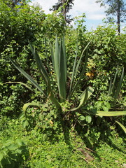 Agave sisalana