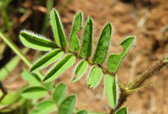 Indigofera hilaris