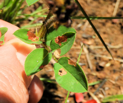 Indigofera hilaris