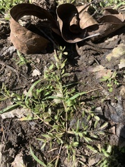 Eragrostis hypnoides