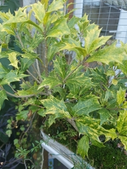 Osmanthus heterophyllus