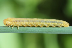 Dolerus niger