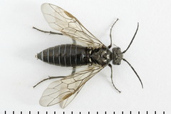 Dolerus niger