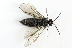 Dolerus niger