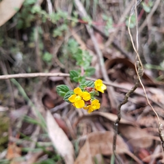 Chaetolepis microphylla