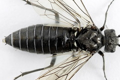 Dolerus niger