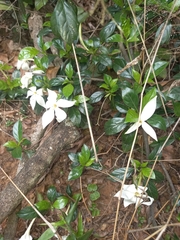 Leptactina delagoensis