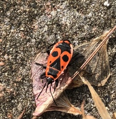 Pyrrhocoris apterus