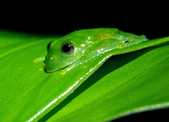 Vitreorana uranoscopa