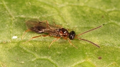 Disogmus areolator