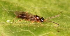 Disogmus areolator