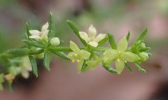 Galium gaudichaudii