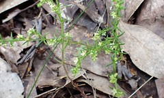 Galium gaudichaudii