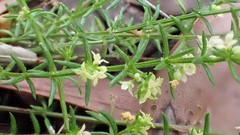 Galium gaudichaudii
