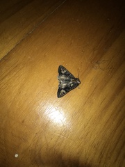 Neumichtis spumigera