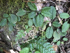 Trigonotis formosana elevatovenosa