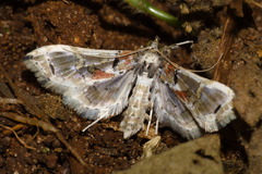 Neoleucinodes