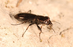 Notiophilus germinyi